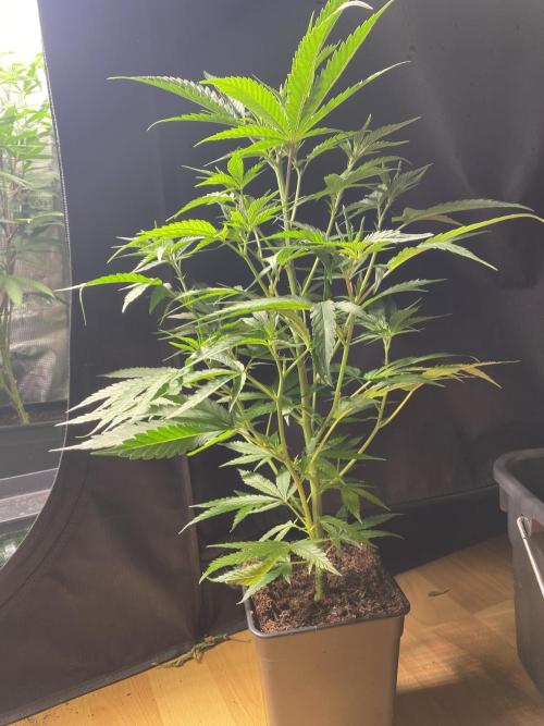 Khalifa Mints. Week 0
