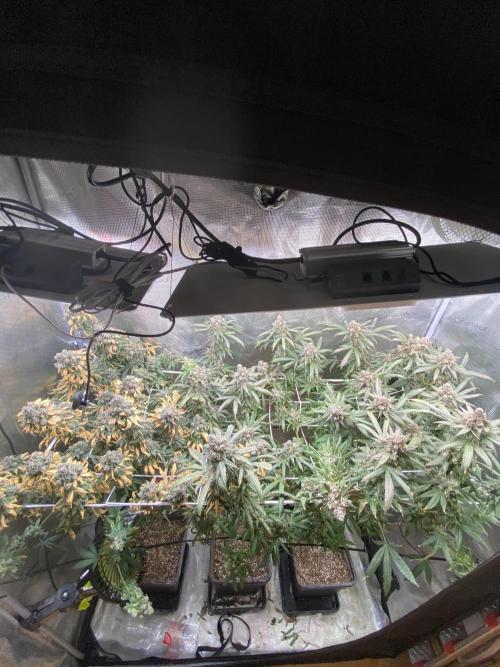 Grape Gas S1. Week 16