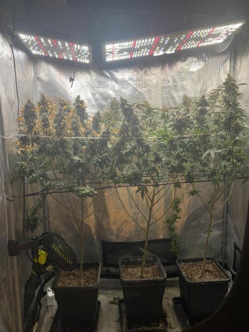 Grape Gas S1. Week 16