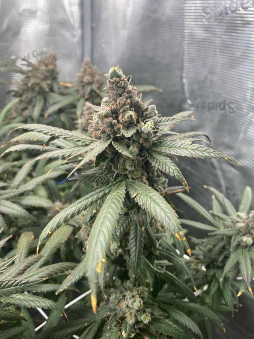 Grape Gas S1. Week 16