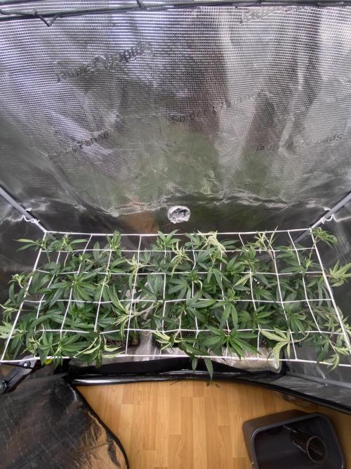 Grape Gas S1 2.0. Week 6
