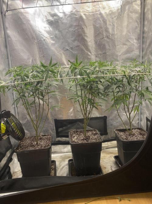 Grape Gas S1 2.0. Week 6