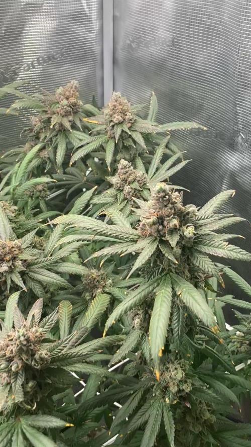 Grape Gas S1