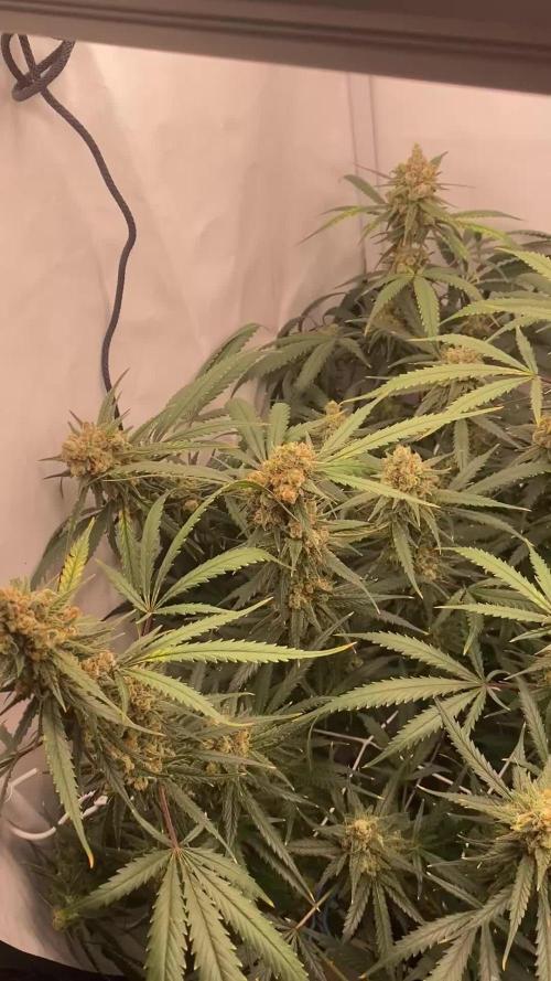 Gorilla coockies Pheno winner run