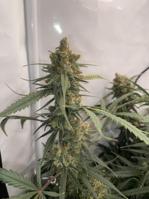 Gorilla coockies Pheno winner run. Week 15