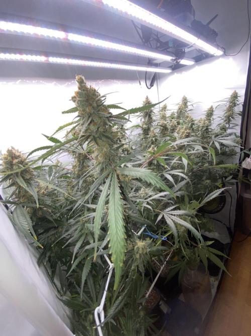 Gorilla coockies Pheno winner run. Week 15