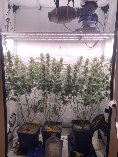 Gorilla coockies Pheno winner run. Week 15