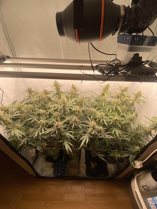 Gorilla coockies Pheno winner run. Week 15