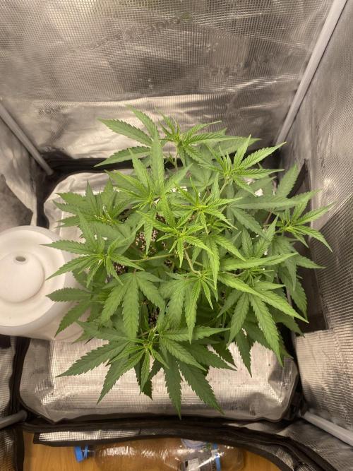 Khalifa Mints S1 Cut. Week 0