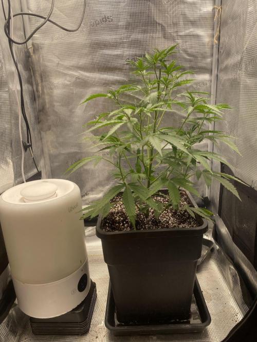 Khalifa Mints S1 Cut. Week 0