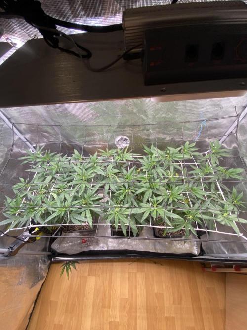 Grape Gas S1 2.0. Week 6