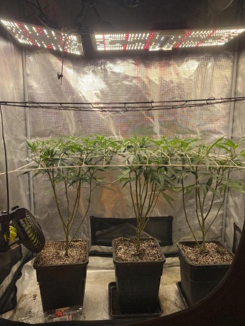 Grape Gasoline. Week 6