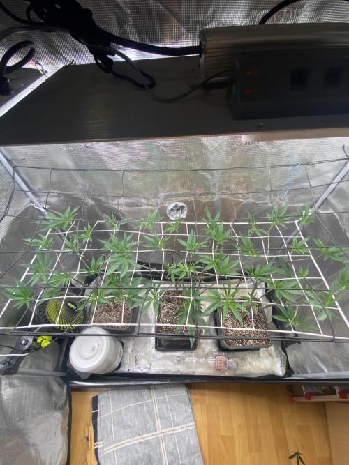 Grape Gas S1 2.0. Week 6