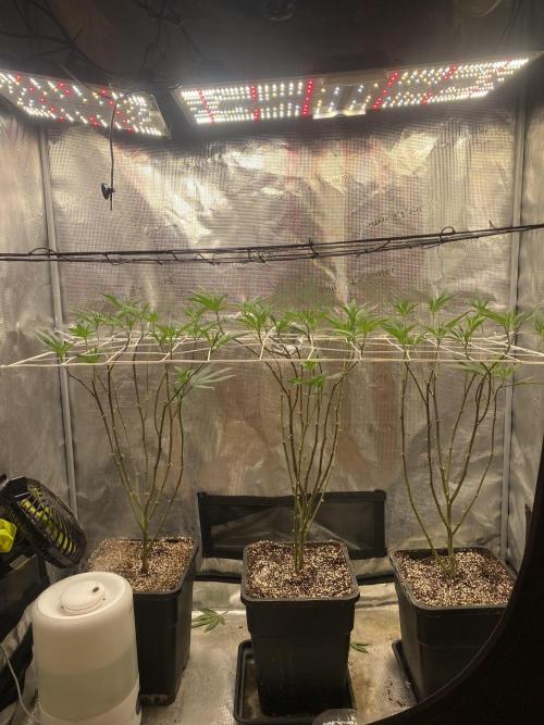 Grape Gasoline. Week 6