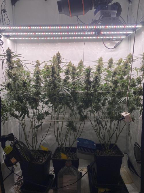 Gorilla coockies Pheno winner run. Week 15