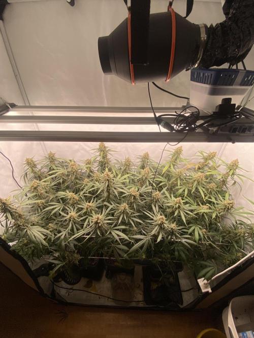 Gorilla coockies Pheno winner run. Week 15