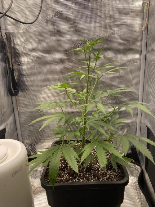 Khalifa Mints S1 Cut. Week 0