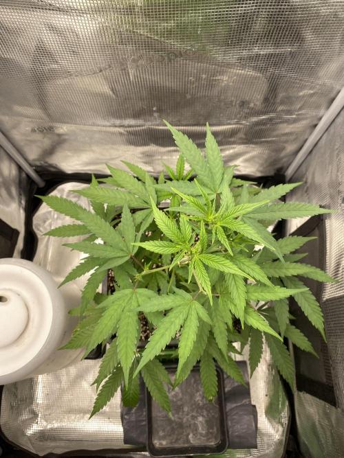Khalifa Mints S1 Cut. Week 0
