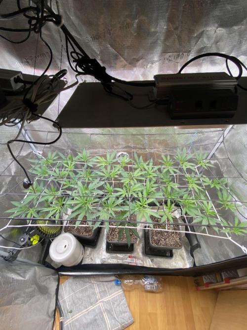Grape Gas S1 2.0. Week 6