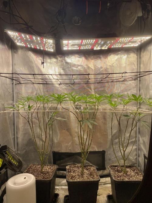 Grape Gasoline. Week 6