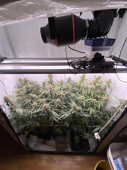 Gorilla coockies Pheno winner run. Week 15