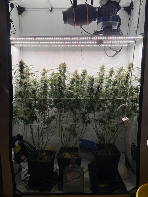 Gorilla coockies Pheno winner run. Week 15