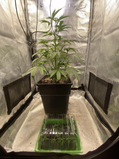 Khalifa Mints S1 Cut. Week 0