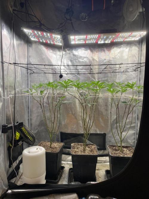 Grape Gas S1 2.0. Week 7