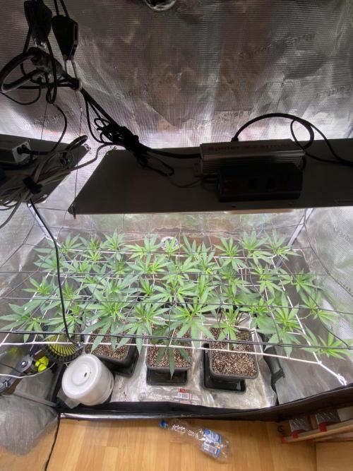 Grape Gas S1 2.0. Week 7