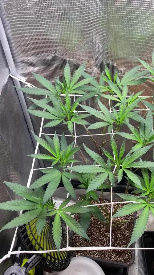 Grape Gas S1 2.0