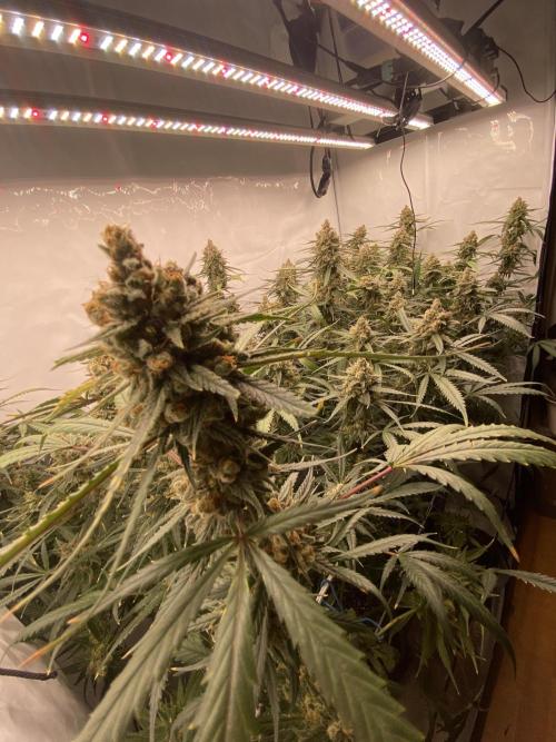 Gorilla coockies Pheno winner run. Week 16