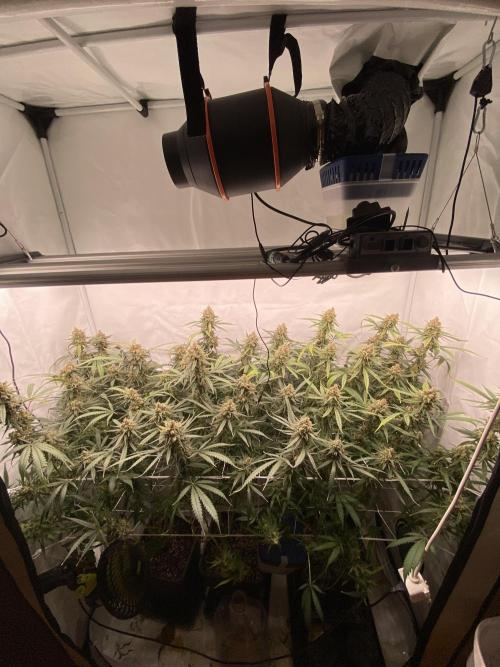 Gorilla coockies Pheno winner run. Week 16
