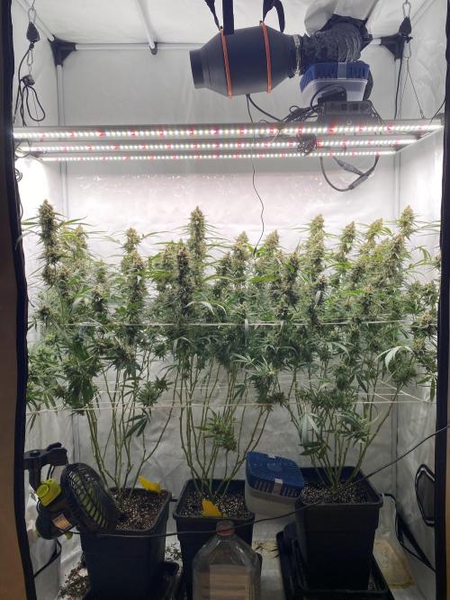 Gorilla coockies Pheno winner run. Week 16