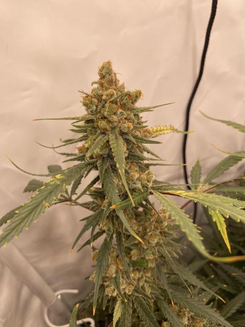 Gorilla coockies Pheno winner run. Week 16