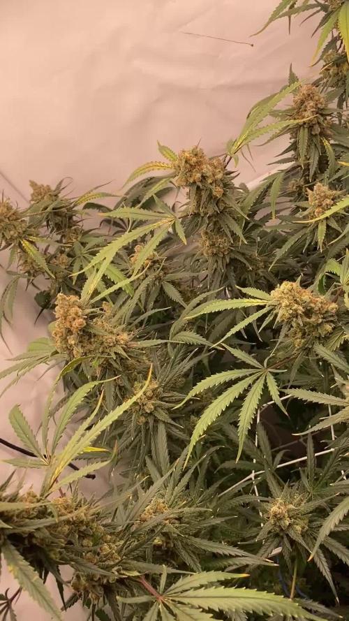 Gorilla coockies Pheno winner run