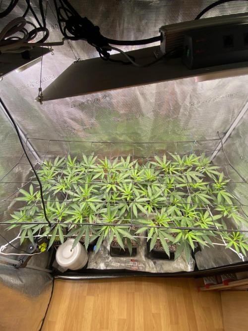 Grape Gas S1 2.0. Week 7