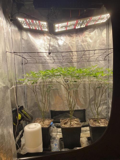 Grape Gasoline. Week 7