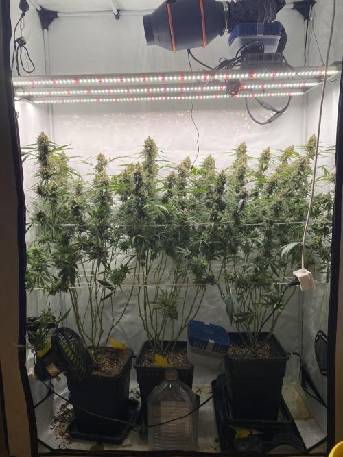 Gorilla Cookies FF. Week 16