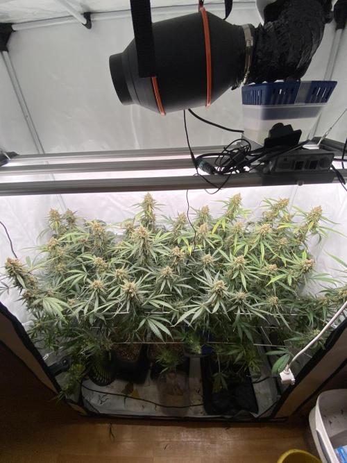 Gorilla coockies Pheno winner run. Week 16