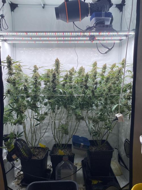 Gorilla coockies Pheno winner run. Week 16