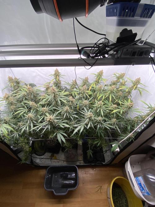Gorilla coockies Pheno winner run. Week 16