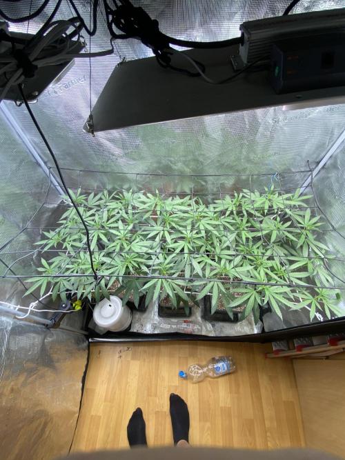 Grape Gas S1 2.0. Week 7