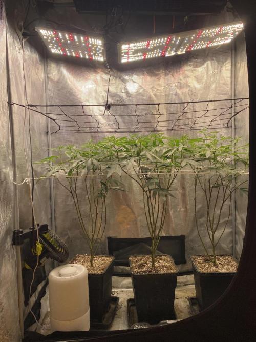 Grape Gas S1 2.0. Week 7