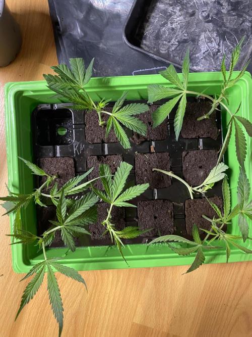 Khalifa Mints S1 Cut. Week 0