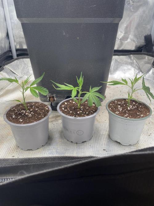 Khalifa Mints S1 Cut. Week 1