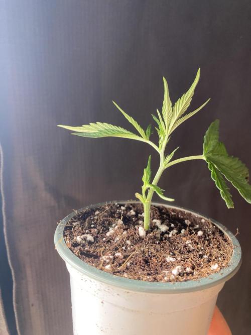 Khalifa Mints. Week 1