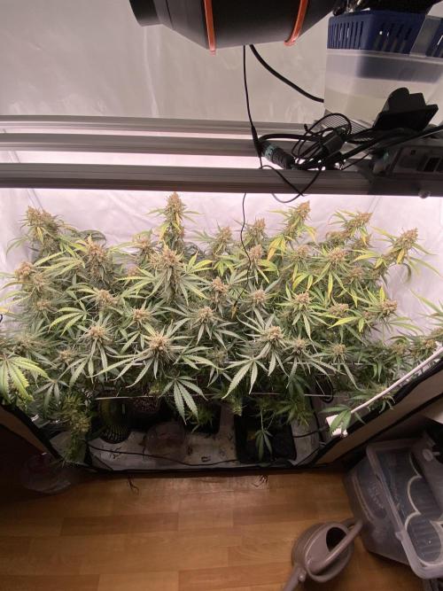 Gorilla coockies Pheno winner run. Week 16