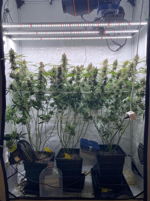 Gorilla coockies Pheno winner run. Week 16