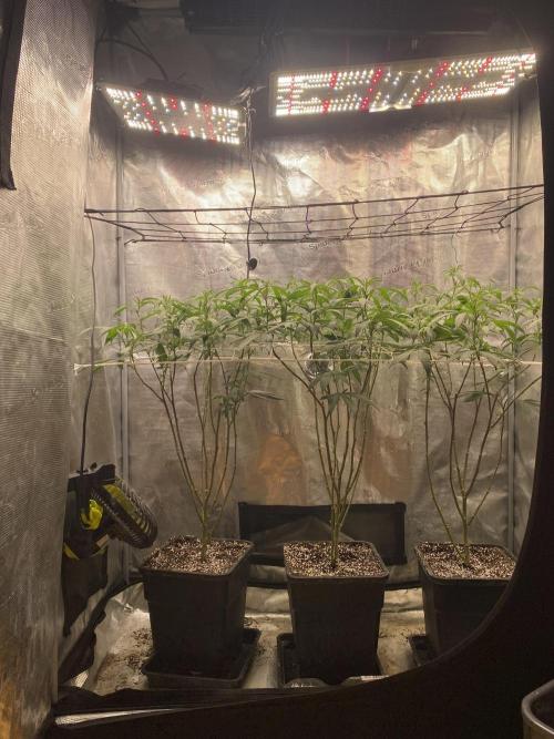 Grape Gas S1 2.0. Week 7