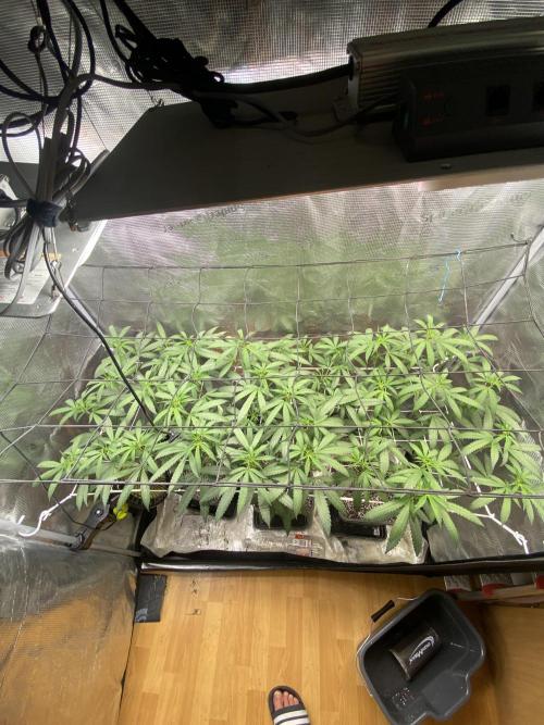 Grape Gas S1 2.0. Week 7